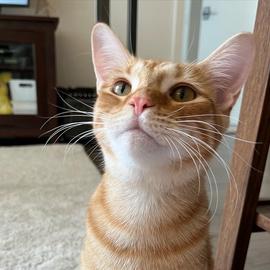 My Cat "RiceCake"